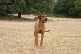 RODESIAN RIDGEBACK 278